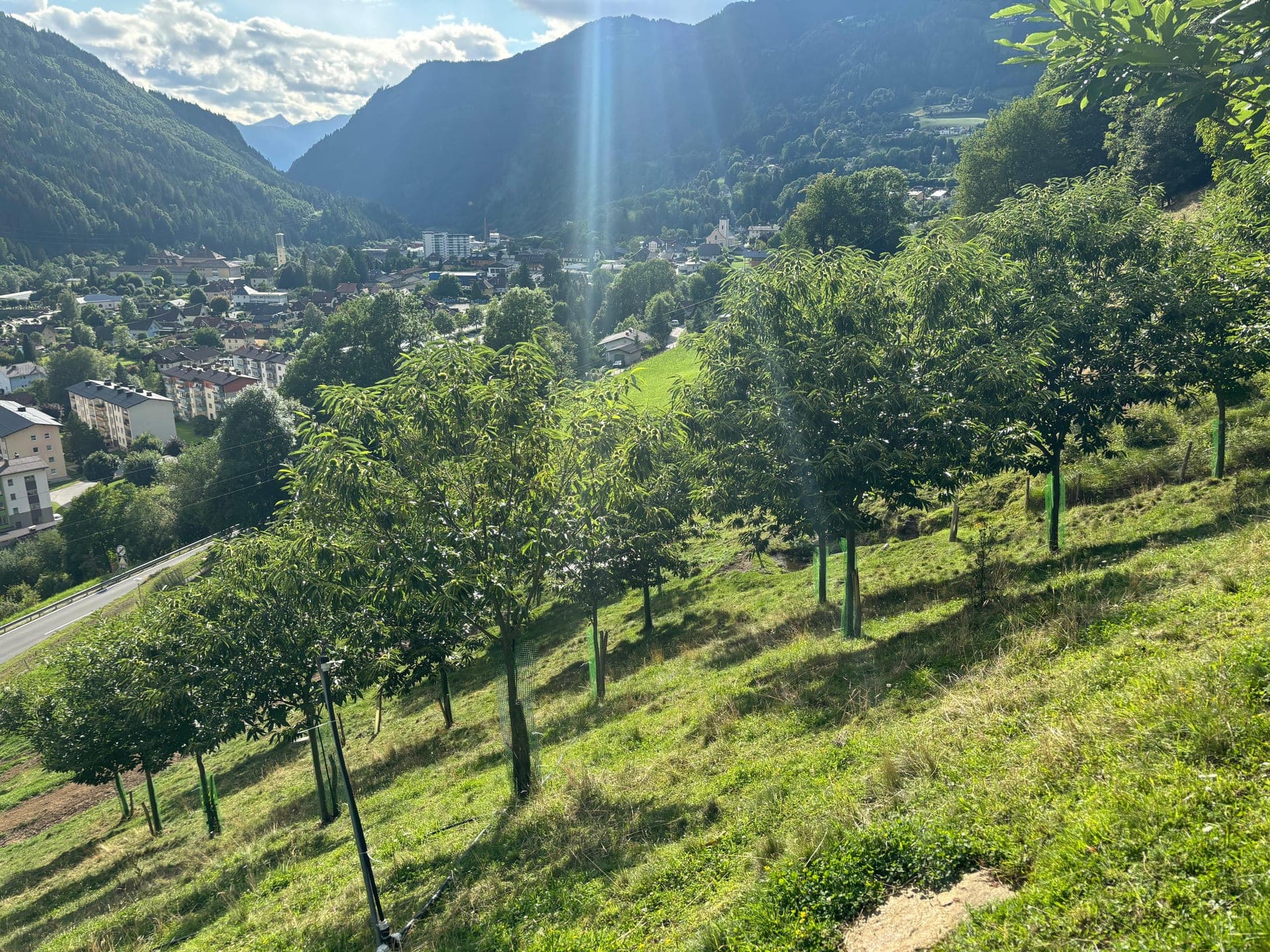 Edelkastanien am Hang mit Blick ins Kärntner Tal