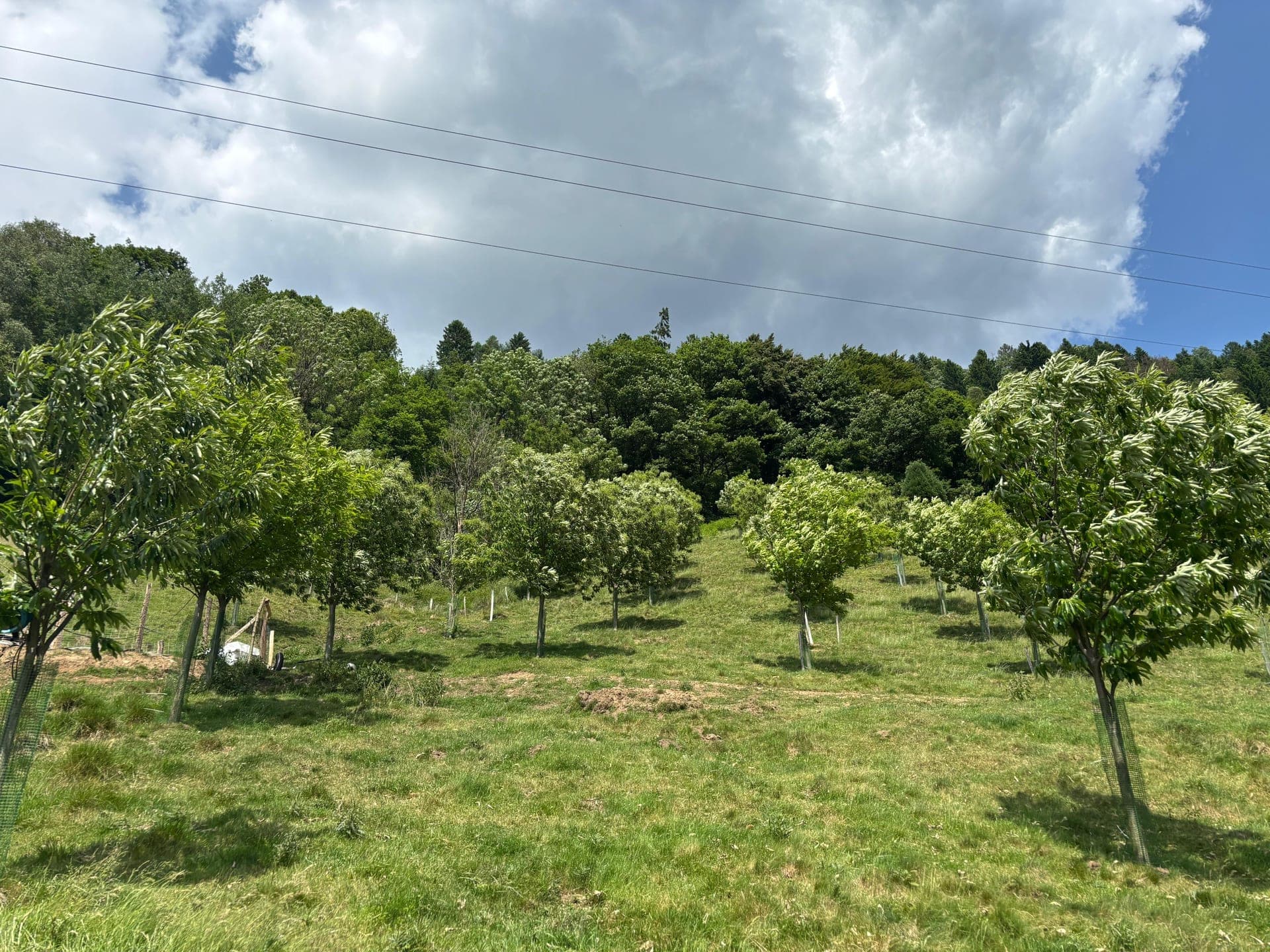 Junge Bäume in Reihen auf grüner Wiese vor Wald und blauem Himmel