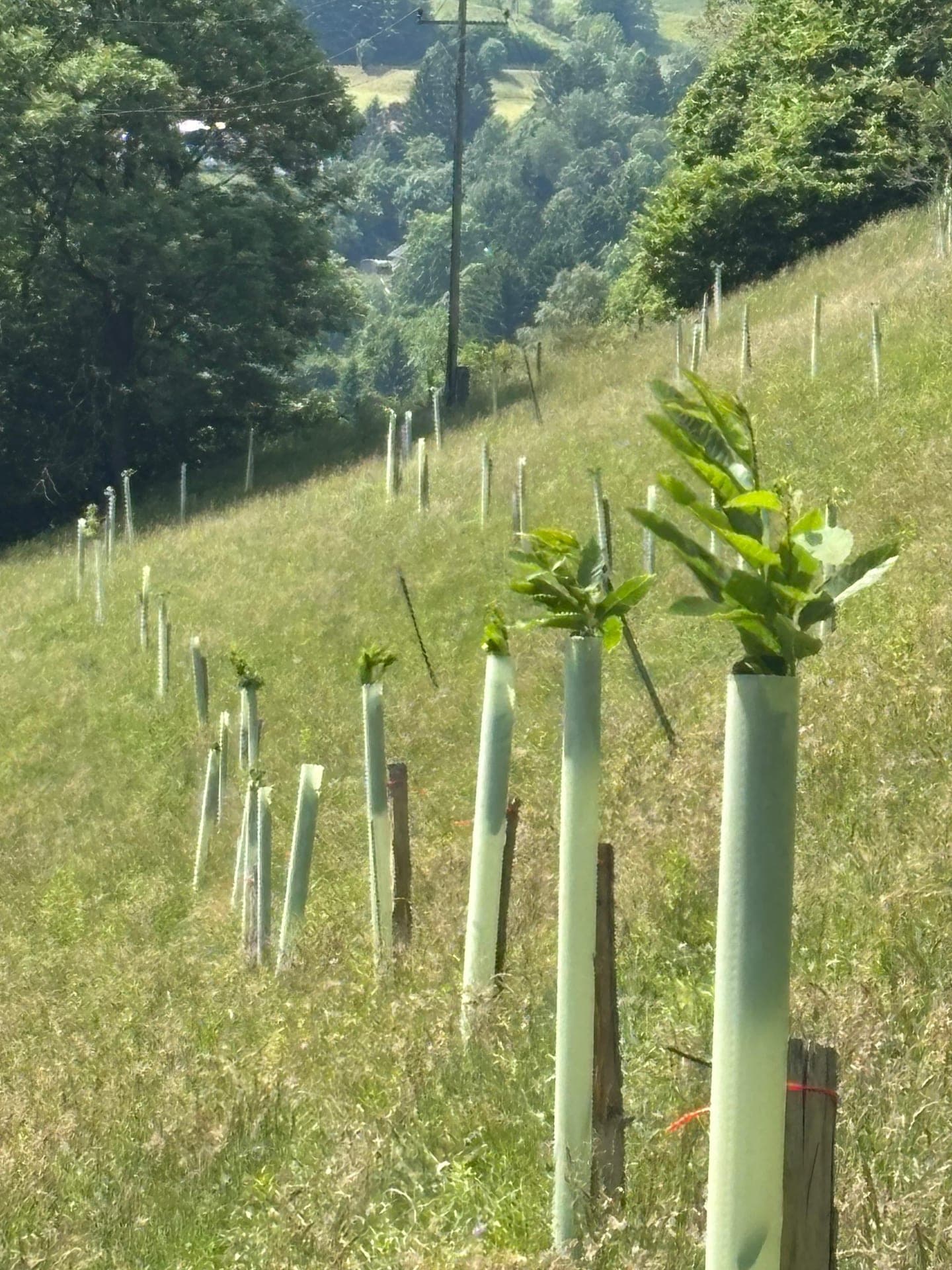 Reihe junger Bäume mit grünen Pflanzschutzrohren an einem sonnigen Hang