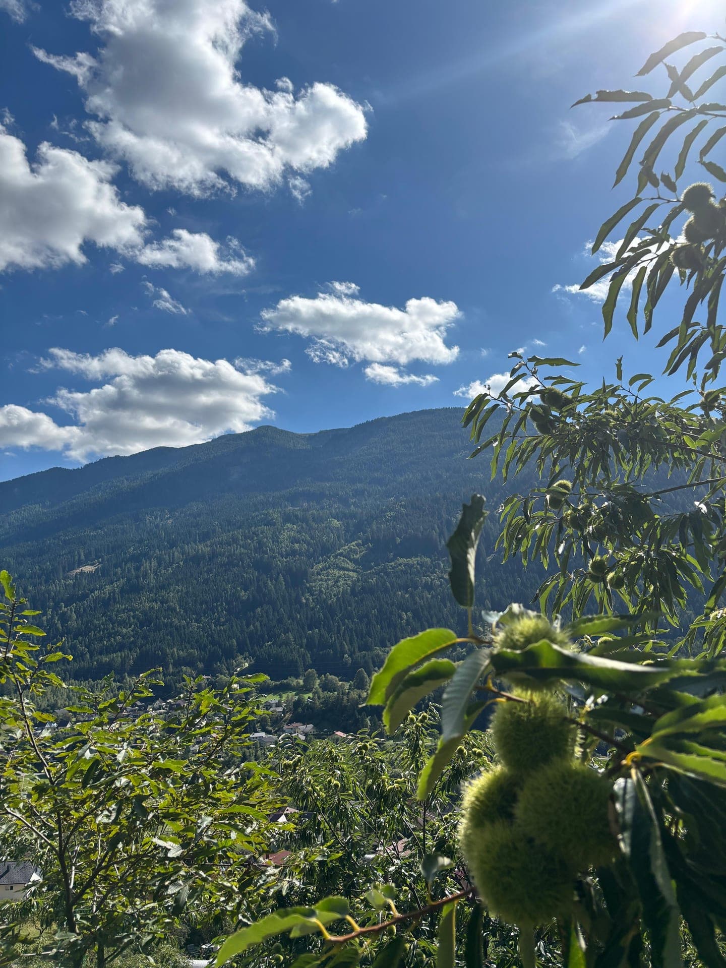 Kastanien im Vordergrund, bewaldeter Berg und Himmel mit Sonne