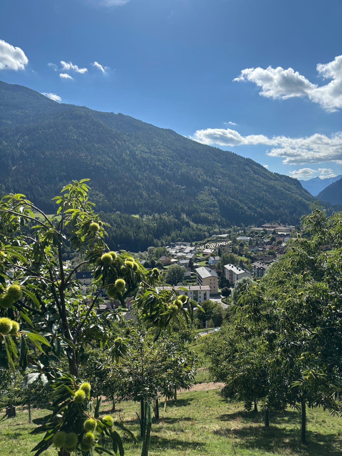 Kastanienzweige mit grünen Igeln vor Bergpanorama und Dorf