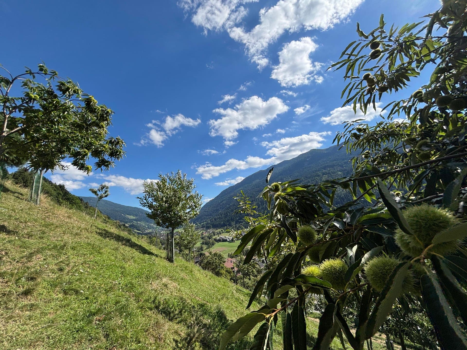 Weite Landschaft mit Kastanienhang, Dorf und Bergen unter blauem Himmel