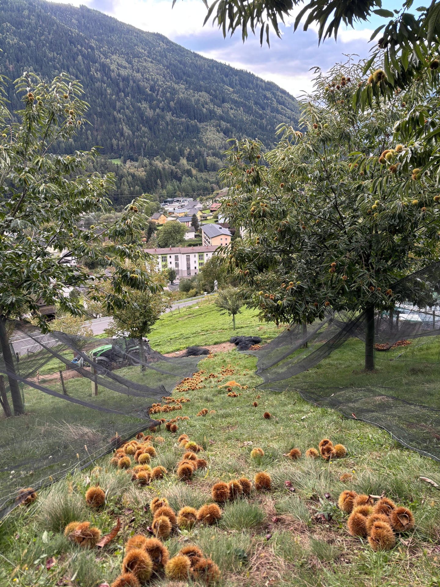 Reife Kastanienigel und Netze am Hang mit Talblick