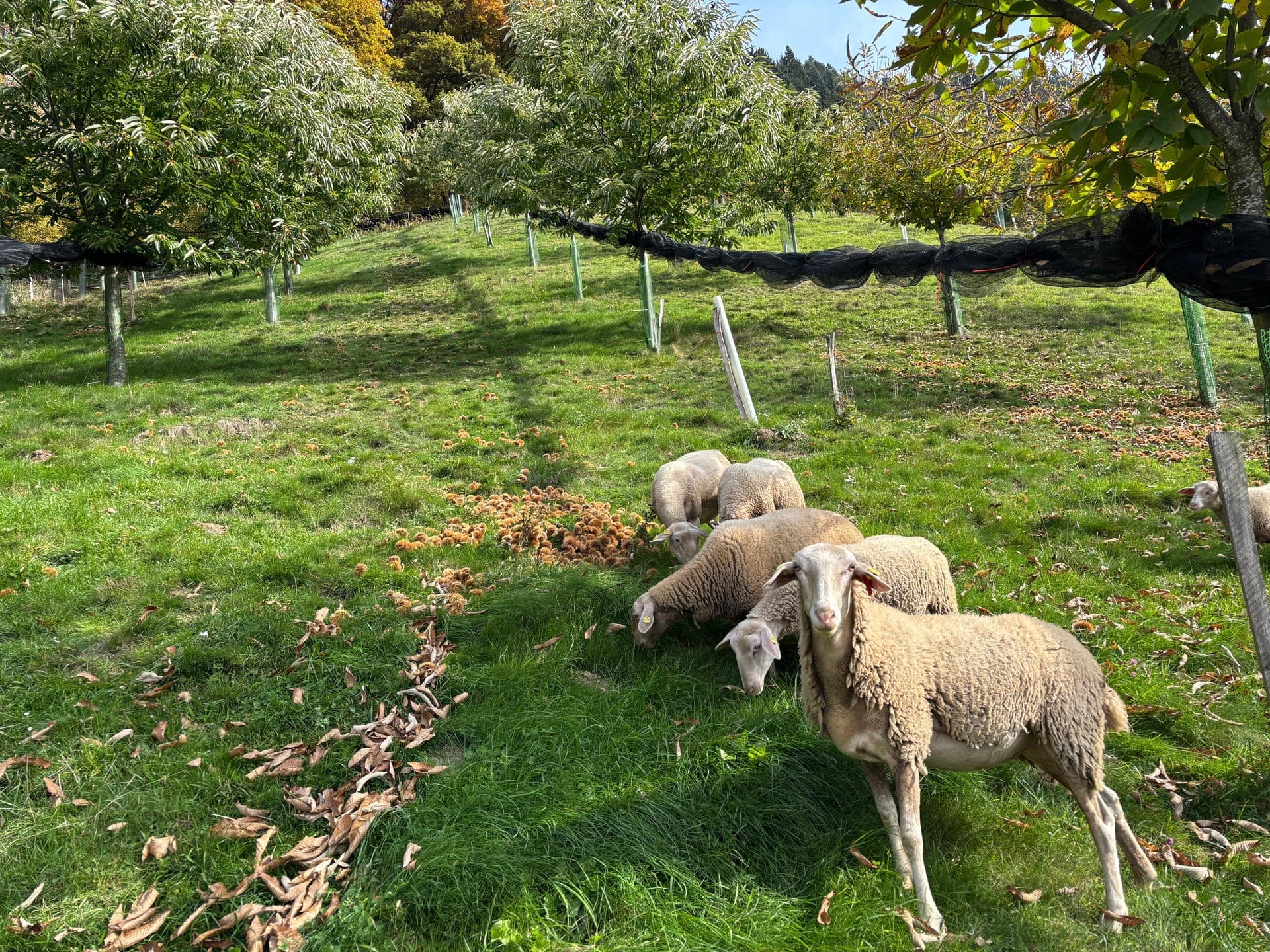 Schafe auf grüner Kastanienwiese neben jungen geschützten Bäumen
